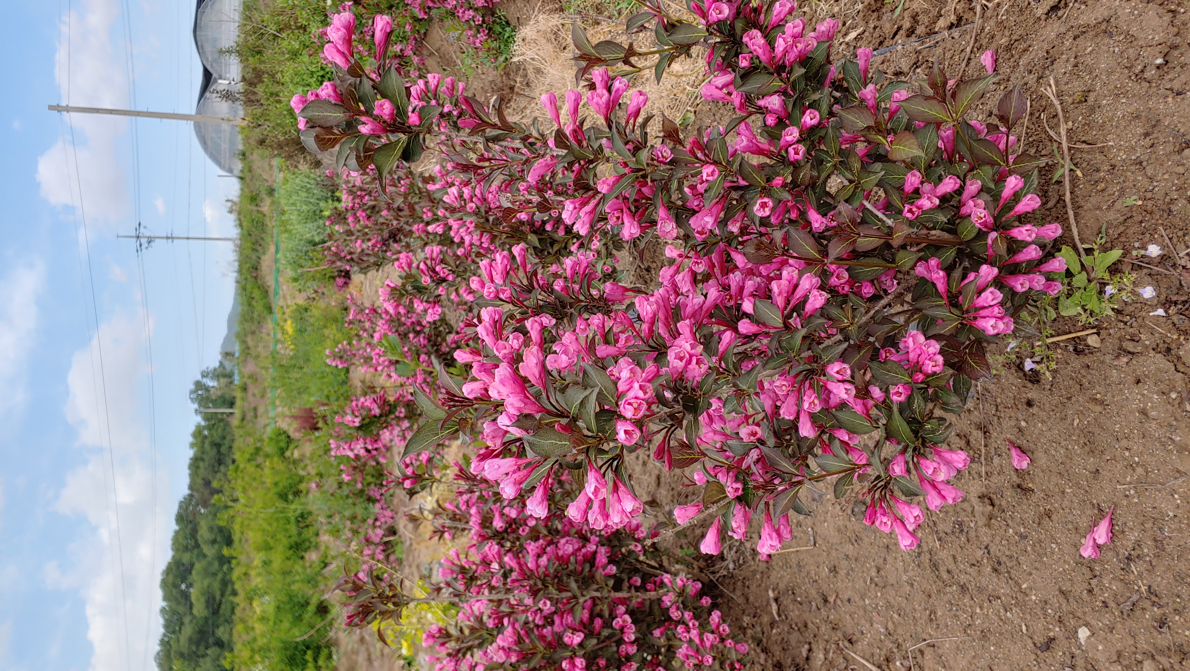 Weigela florida 'Victoria'